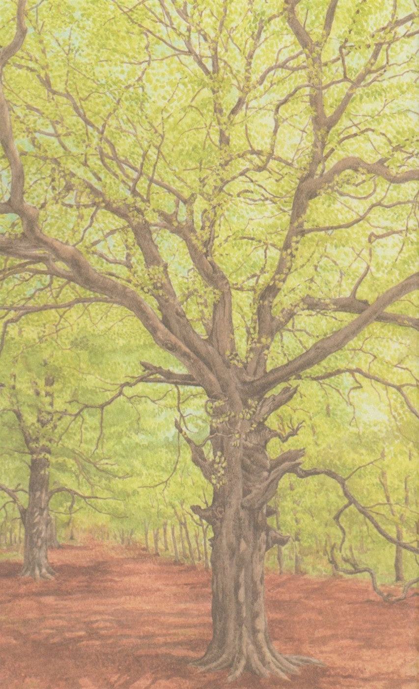 Hermann Hesse's Trees - Korean Edition Essay with Botanical Illustration