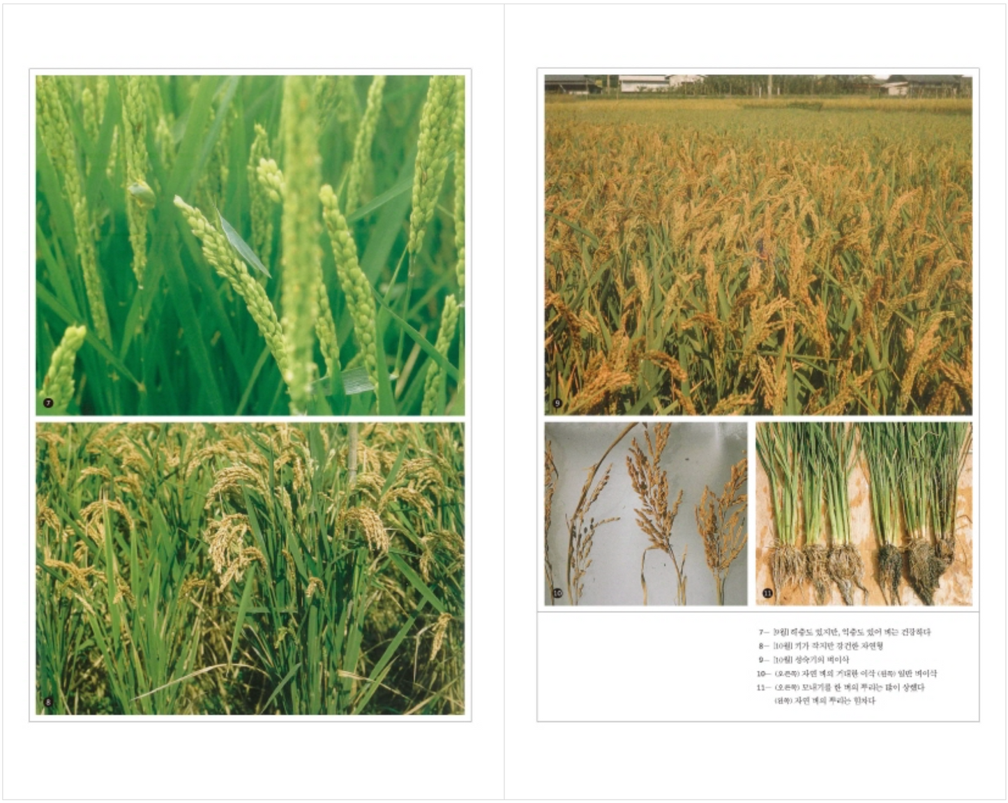 Natural farming (Korean Edition) [Paperback] Fukuoka Masanobu and Sunghyun Choi