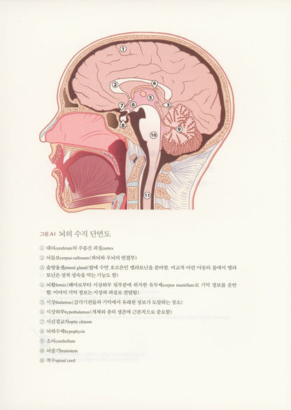 Ons creatieve brein by Dick Swaab | Korean Edition