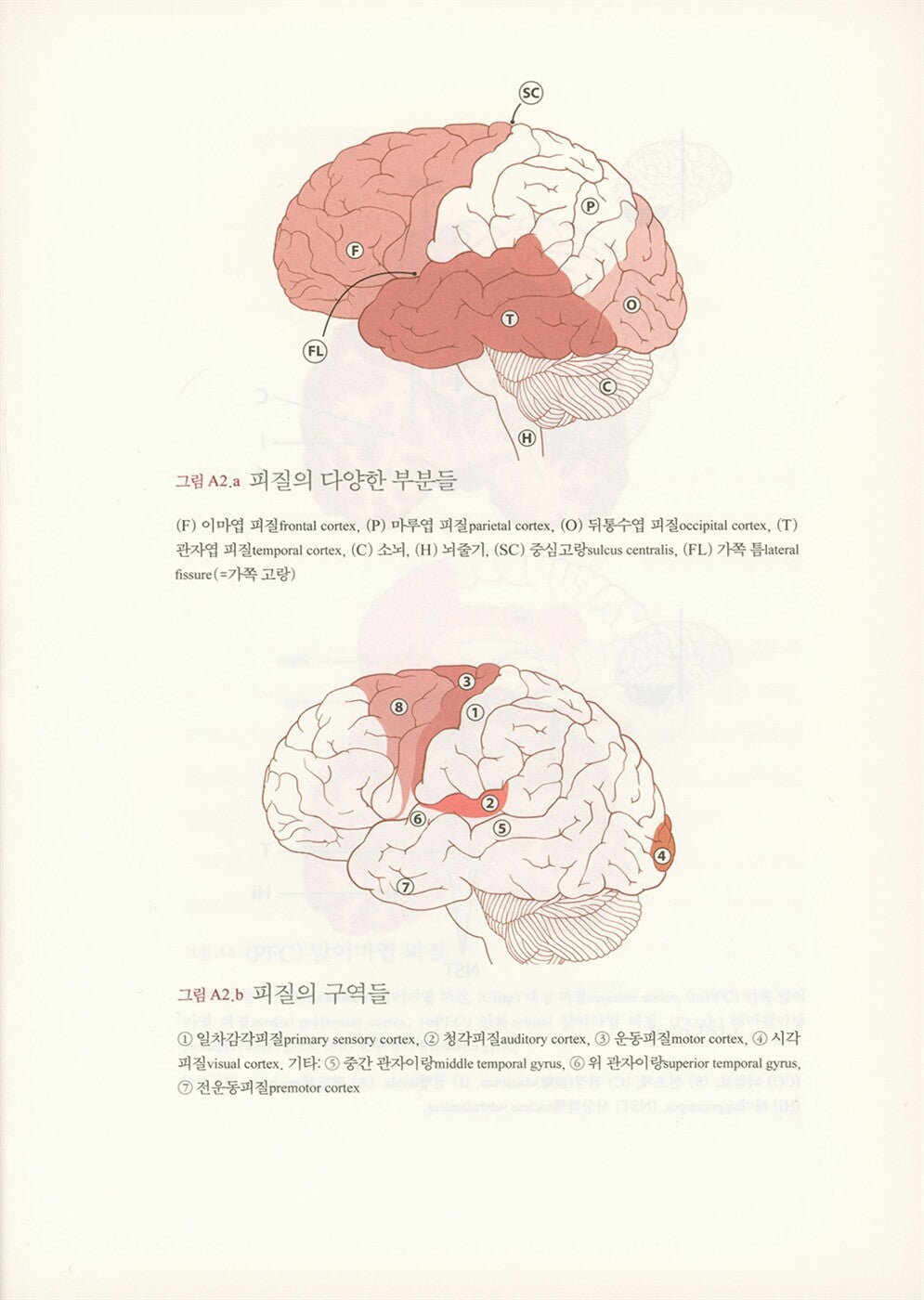 Ons creatieve brein by Dick Swaab | Korean Edition