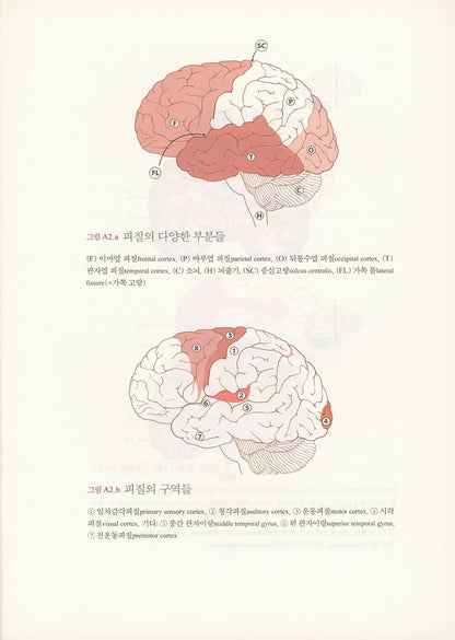 Ons creatieve brein by Dick Swaab | Korean Edition