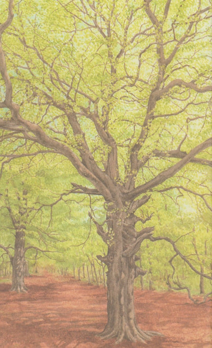 Hermann Hesse's Trees - Korean Edition Essay with Botanical Illustration